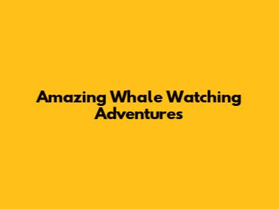 Amazing Whale Watching Adventures