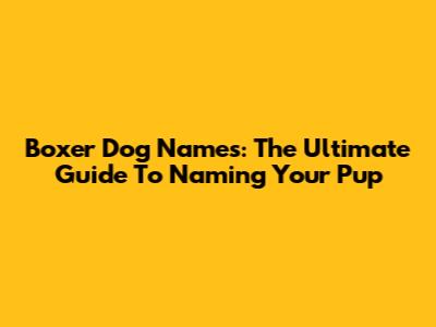 Boxer Dog Names: The Ultimate Guide To Naming Your Pup