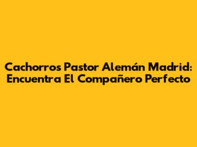 Cachorros Pastor Alemán Madrid: Encuentra El Compañero Perfecto