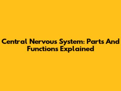 Central Nervous System: Parts And Functions Explained
