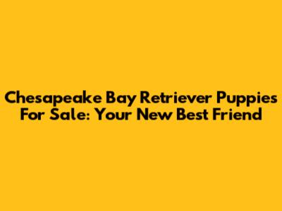 Chesapeake Bay Retriever Puppies For Sale: Your New Best Friend