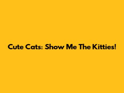 Cute Cats: Show Me The Kitties!