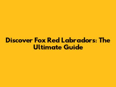 Discover Fox Red Labradors: The Ultimate Guide