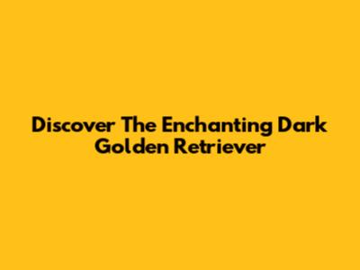 Discover The Enchanting Dark Golden Retriever