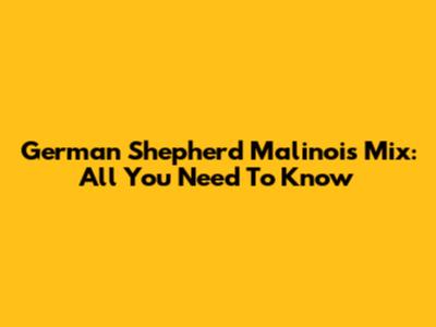 German Shepherd Malinois Mix: All You Need To Know
