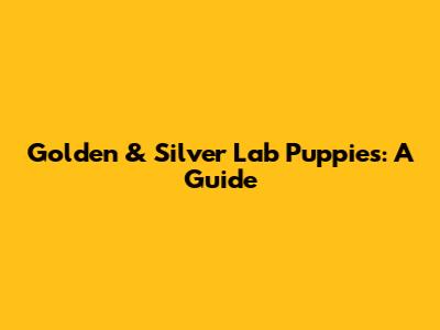 Golden & Silver Lab Puppies: A Guide