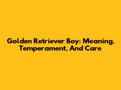 Golden Retriever Boy: Meaning, Temperament, And Care