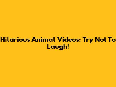 Hilarious Animal Videos: Try Not To Laugh!