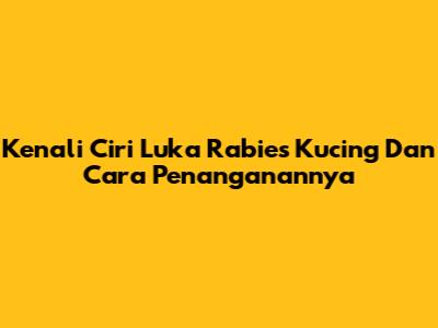 Kenali Ciri Luka Rabies Kucing Dan Cara Penanganannya