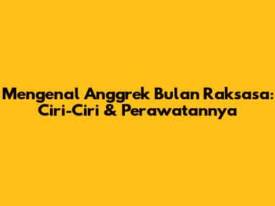 Mengenal Anggrek Bulan Raksasa: Ciri-Ciri & Perawatannya