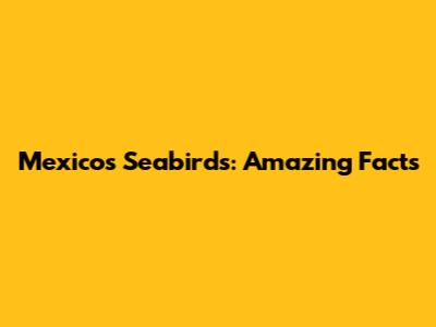 Mexico's Seabirds: Amazing Facts