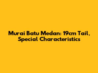 Murai Batu Medan: 19cm Tail, Special Characteristics