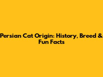 Persian Cat Origin: History, Breed & Fun Facts