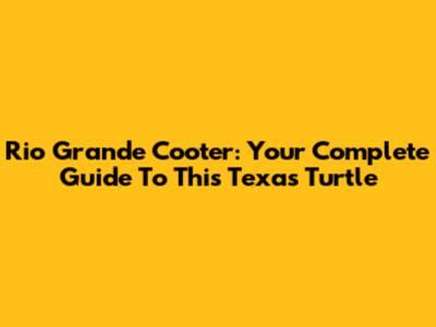 Rio Grande Cooter: Your Complete Guide To This Texas Turtle