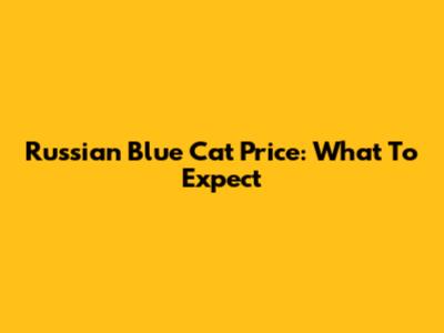 Russian Blue Cat Price: What To Expect