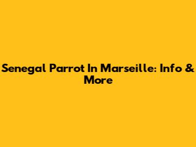 Senegal Parrot In Marseille: Info & More