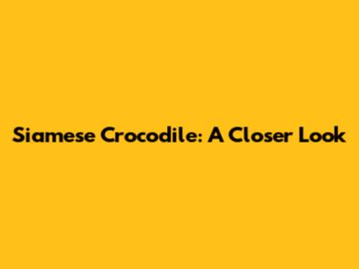 Siamese Crocodile: A Closer Look