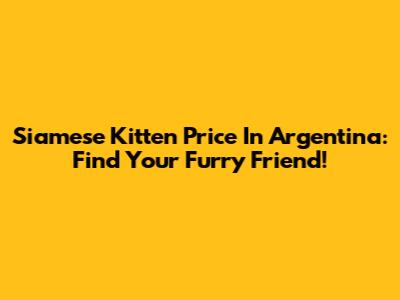 Siamese Kitten Price In Argentina: Find Your Furry Friend!