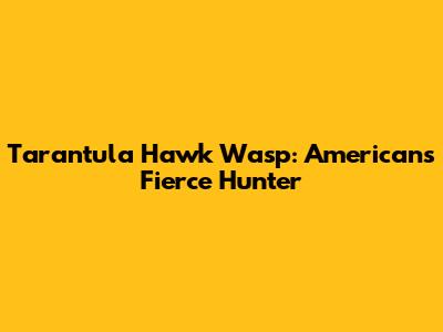 Tarantula Hawk Wasp: American's Fierce Hunter