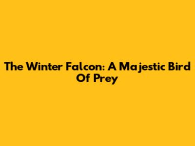 The Winter Falcon: A Majestic Bird Of Prey