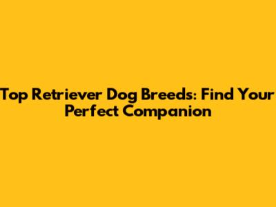 Top Retriever Dog Breeds: Find Your Perfect Companion