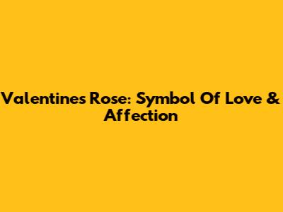 Valentine's Rose: Symbol Of Love & Affection