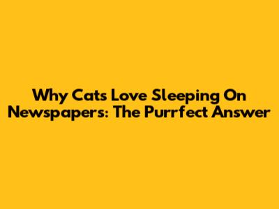 Why Cats Love Sleeping On Newspapers: The Purrfect Answer