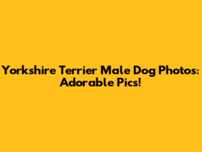 Yorkshire Terrier Male Dog Photos: Adorable Pics!